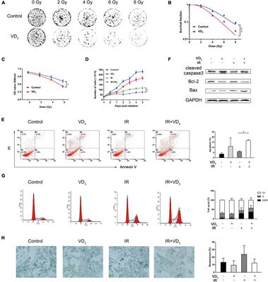 Vitamin D Enhances Radiosensitivity of Colorectal Cancer by Reversing Epithelial-Mesenchymal Transition